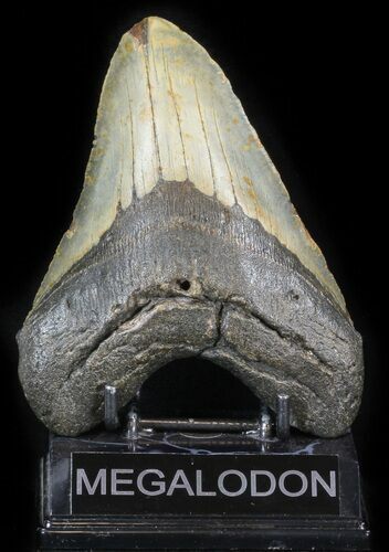 Huge, Megalodon Tooth - North Carolina #41610